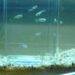 Comment nourrir les alevins guppy ?
