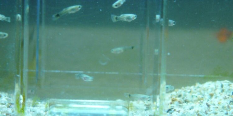 Comment nourrir les alevins guppy ?