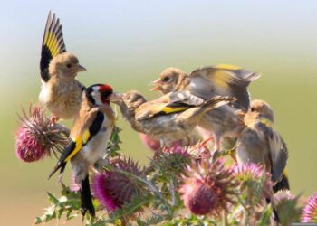 Comment nourrir les chardonnerets l'hiver ?