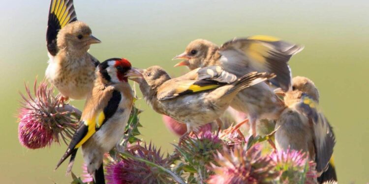 Comment nourrir les chardonnerets l'hiver ?