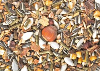 Comment nourrir les écureuils en hiver ?