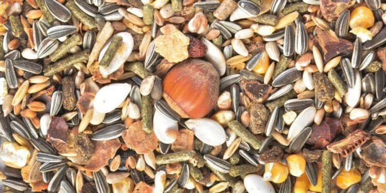 Comment nourrir les écureuils en hiver ?