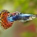 Comment nourrir les guppys ?