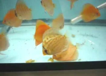 Comment nourrir les poissons dans un aquarium ?