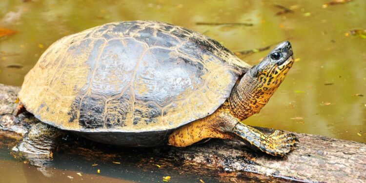 Comment nourrir les tortues d'eau douce ?