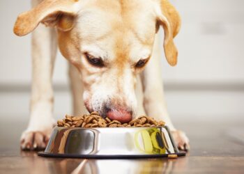 Comment nourrir sainement son chien ?