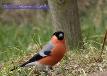 Comment nourrir un bouvreuil pivoine ?