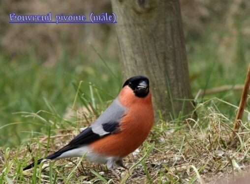 Comment nourrir un bouvreuil pivoine ?