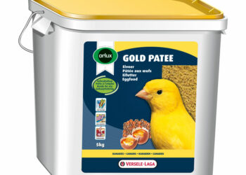 Comment nourrir un canari à la main ?