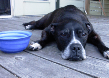 Comment nourrir un chien en fin de vie ?