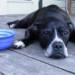 Comment nourrir un chien en fin de vie ?