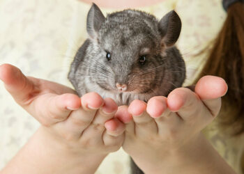 Comment nourrir un chinchilla ?