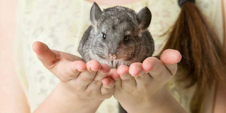 Comment nourrir un chinchilla ?