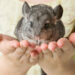 Comment nourrir un chinchilla ?