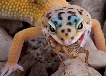 Comment nourrir un gecko sans insecte ?