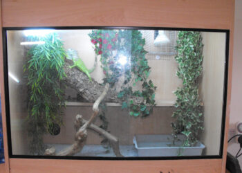 Comment nourrir un iguane ?