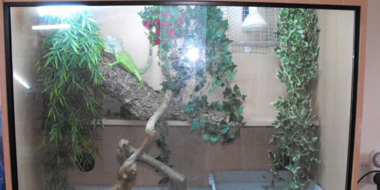 Comment nourrir un iguane ?