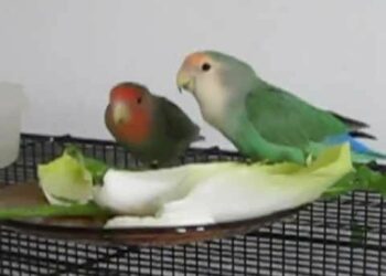 Comment nourrir un inséparable à la main ?