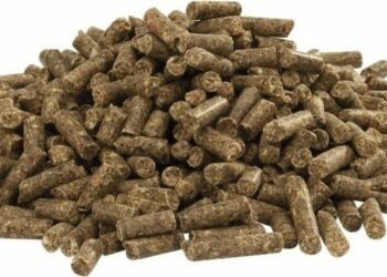 Comment nourrir un lapin nain de 3 mois ?