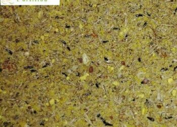 Comment nourrir un oisillon de moineau ?