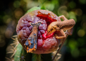 Comment nourrir un petit gecko ?