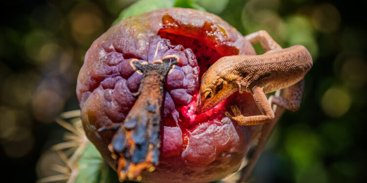 Comment nourrir un petit gecko ?