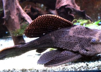 Comment nourrir un poisson nettoyeur ?