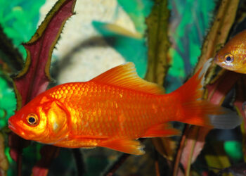 Comment nourrir un poisson rouge sans nourriture ?