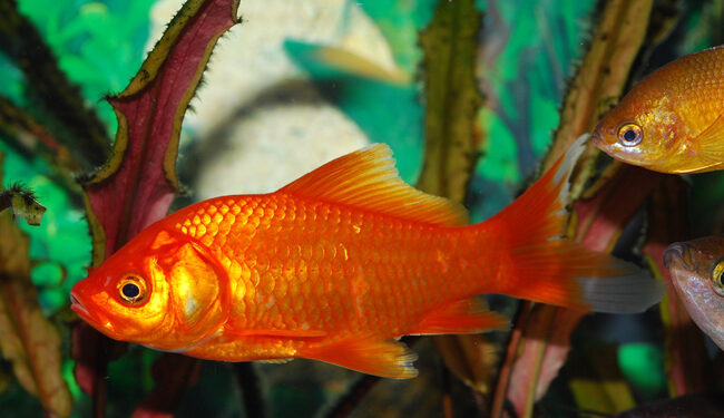 Comment nourrir un poisson rouge sans nourriture ?