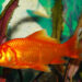 Comment nourrir un poisson rouge sans nourriture ?
