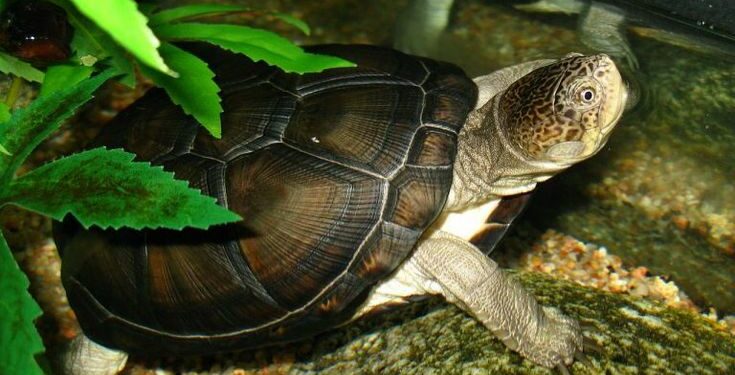 Comment nourrir une Pelomedusa ?