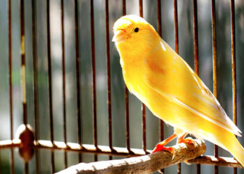 Comment obtenir un canari bleu ?
