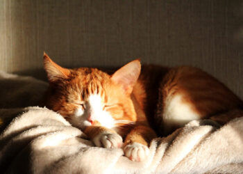 Comment occuper son chat la nuit ?