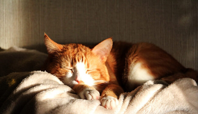 Comment occuper son chat la nuit ?