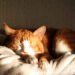 Comment occuper son chat la nuit ?