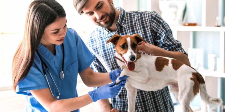 Comment occuper son chien quand on est pas là ?