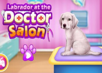 Comment occuper son chien seul la journée ?