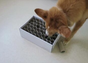 Comment occuper un chien seul à la maison ?