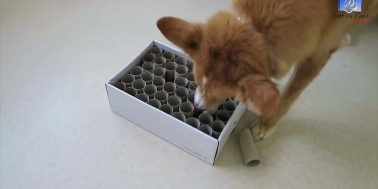 Comment occuper un chien seul à la maison ?