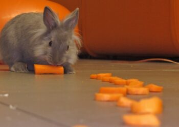 Comment occuper un lapin la nuit ?