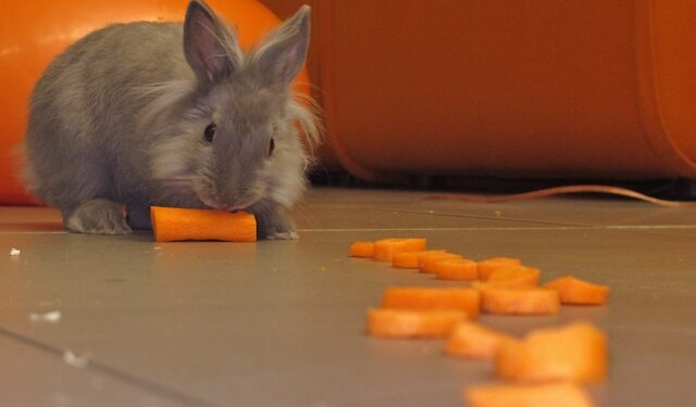 Comment occuper un lapin la nuit ?