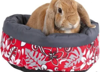 Comment occuper un lapin seul ?