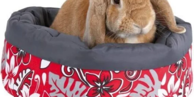 Comment occuper un lapin seul ?