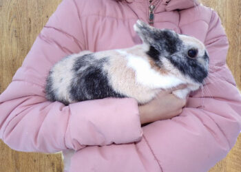 Comment occuper un lapin seul ?