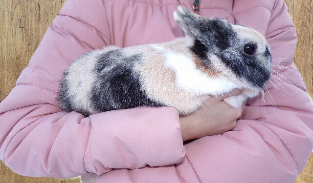 Comment occuper un lapin seul ?