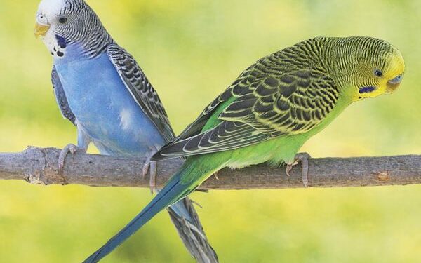 Comment on dit en anglais coccinelle ?