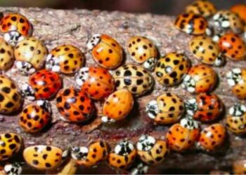 Comment on dit en anglais coccinelle ?