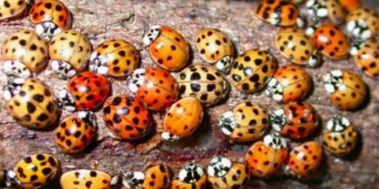 Comment on dit en anglais coccinelle ?