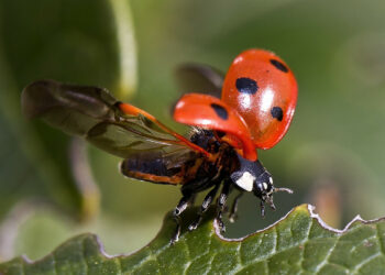 Comment on dit rat en espagnol ?