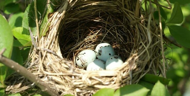 Comment on fait le nid ?